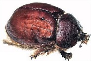 Cochineal insect used as a food coloring agent.